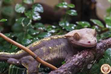 Geckos kaufen und verkaufen Foto: Kronengecko  (Correlophus ciliatus) Gruppe 1.4