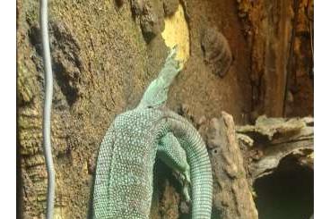 Monitor lizards kaufen und verkaufen Photo: Varanus Prasinus 1.1 (Adult) Monitor lizards kaufen und verkaufen Photo: Varanus Prasinus 1.1 (Adult)
