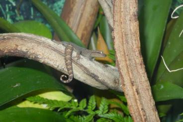 Geckos kaufen und verkaufen Photo: 3 Jungferngeckos - Lepidodactylus lugubris