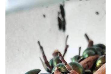 Insekten kaufen und verkaufen Foto: Smaragdschaben - Pseudoglomeris magnifica 