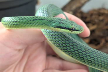 Nattern ungiftige kaufen und verkaufen Foto: 1.0 Gonyosoma Frenatum zu verkaufen Nattern ungiftige kaufen und verkaufen Foto: 1.0 Gonyosoma Frenatum zu verkaufen