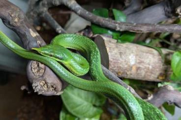 Colubrids kaufen und verkaufen Photo: Gonyosoma Boulengeri 0.1 adult Colubrids kaufen und verkaufen Photo: Gonyosoma Boulengeri 0.1 adult