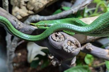 Nattern ungiftige  kaufen und verkaufen Photo: Gonyosoma Boulengeri 0.1 adult