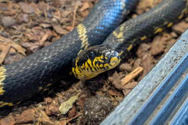 Nattern ungiftige  kaufen und verkaufen Photo: Amurnattern Adult E. Schrenkii