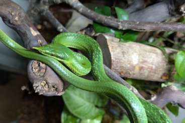 Nattern ungiftige kaufen und verkaufen Photo: 0.1 Gonyosoma Boulengeri NZ 2019 Nattern ungiftige kaufen und verkaufen Photo: 0.1 Gonyosoma Boulengeri NZ 2019