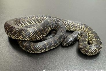 Snakes kaufen und verkaufen Photo: Lampropeltis Getula Nigritus (Splendida) MBK