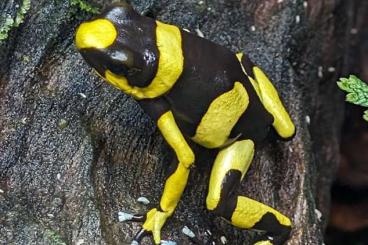 Poison dart frogs kaufen und verkaufen Photo: Suche 0.1 O.Lehmanni Gelb/Yellow Female