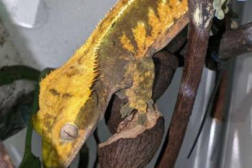 Geckos kaufen und verkaufen Photo: Kronengecko Männchen /// Correlophus ciliatus
