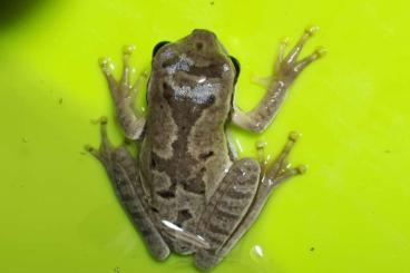 Frösche kaufen und verkaufen Foto: Smilisca phaeota Costa Rica Laubfrosch Frösche kaufen und verkaufen Foto: Smilisca phaeota Costa Rica Laubfrosch