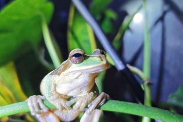 Frösche  kaufen und verkaufen Foto: Smilisca phaeota Costa Rica Laubfrosch