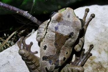 frogs kaufen und verkaufen Photo: Smilisca phaeota Maskenlaubfrosch