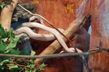 Colubrids kaufen und verkaufen Photo: 2 Kornnattern Albino  mit Terrarium( Unterart unbekannt)