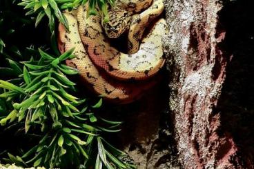 Schlangen kaufen und verkaufen Foto: Corallus hortulanus gartenboa 