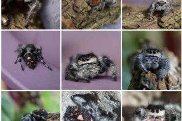 Spinnen und Skorpione kaufen und verkaufen Foto: Phidippus regius Rastafari 