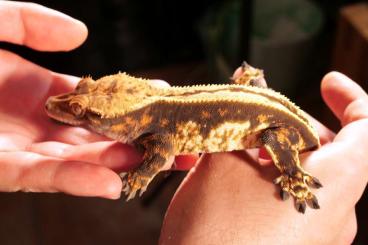Geckos kaufen und verkaufen Foto: Crested Gecko Pinstripe Tricolor Männchen