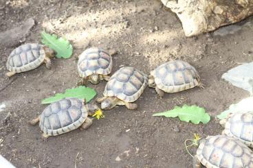Tortoises kaufen und verkaufen Photo: Breitrandschildkröten Testudo marginata