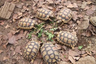 Landschildkröten kaufen und verkaufen Foto: Breitrandschildkröten Testudo marginata NZ 2018/2019 Landschildkröten kaufen und verkaufen Foto: Breitrandschildkröten Testudo marginata NZ 2018/2019