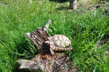 Landschildkröten kaufen und verkaufen Foto: Breitrandschildkröten testudo marginata Landschildkröten kaufen und verkaufen Foto: Breitrandschildkröten testudo marginata