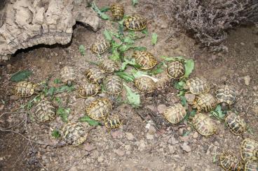 Landschildkröten kaufen und verkaufen Foto: Griechische Landschildkröten thb thh NZ 2021 Landschildkröten kaufen und verkaufen Foto: Griechische Landschildkröten thb thh NZ 2021