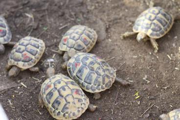 Landschildkröten kaufen und verkaufen Foto: Griechische Landschildkröten thb