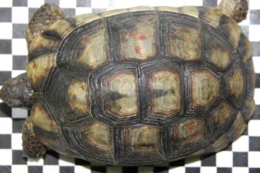 Landschildkröten kaufen und verkaufen Foto: Breitrandschildkröte Testudo marginata NZ 2016