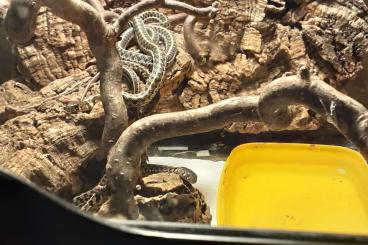Snakes kaufen und verkaufen Photo: Verkaufe Thamnophis macrianus NZ 25