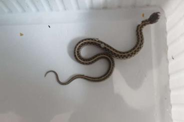 Schlangen kaufen und verkaufen Foto: Verkaufe Thamnophis macrianus NZ 25 Schlangen kaufen und verkaufen Foto: Verkaufe Thamnophis macrianus NZ 25