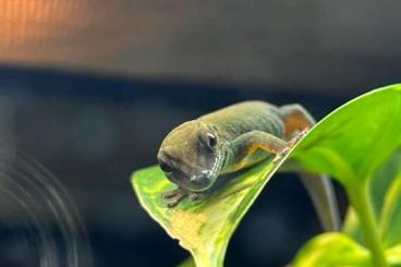Lizards kaufen und verkaufen Photo: Lygodactylus williamsi, Himmelblaue Zwerggeckos 