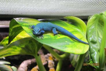 Lizards kaufen und verkaufen Photo: Lygodactylus williamsi,  Himmelblaue Zwerggeckos 