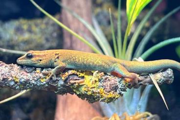 Echsen  kaufen und verkaufen Foto: Lygodactylus williamsi,  Himmelblaue Zwerggeckos 
