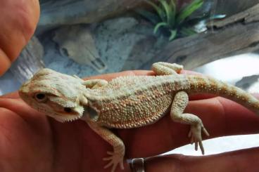 Bearded dragons kaufen und verkaufen Photo: Hypotrans, Bartagame,Babys, Pogona vitticeps, red, trans, Leatherback Bearded dragons kaufen und verkaufen Photo: Hypotrans, Bartagame,Babys, Pogona vitticeps, red, trans, Leatherback