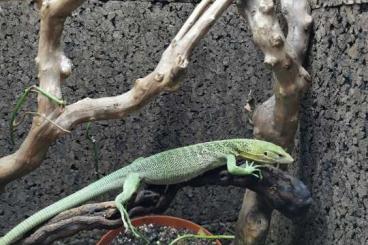 Lizards kaufen und verkaufen Photo: Varanus prasinus male 3ans