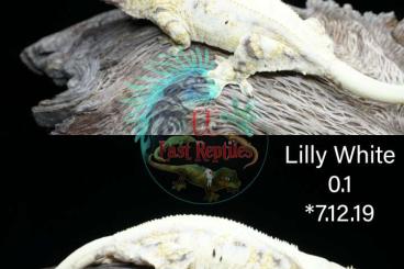Geckos kaufen und verkaufen Photo: Kronengecko C. Ciliatus Nachzuchten und adult harley Lilly White Geckos kaufen und verkaufen Photo: Kronengecko C. Ciliatus Nachzuchten und adult harley Lilly White