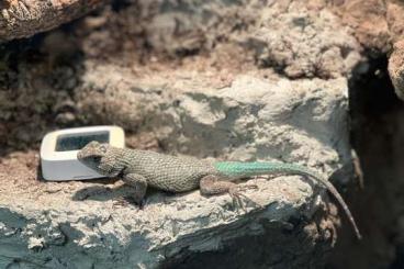 andere Echsen kaufen und verkaufen Foto: 2.2 sceloporus malachiticus andere Echsen kaufen und verkaufen Foto: 2.2 sceloporus malachiticus