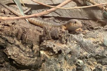 Skinks kaufen und verkaufen Photo: 2.0 trachylepis dichroma (subadult) Skinks kaufen und verkaufen Photo: 2.0 trachylepis dichroma (subadult)