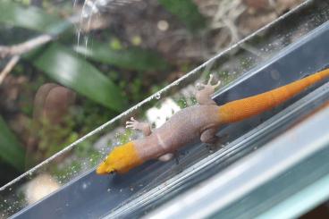 Geckos kaufen und verkaufen Foto: Kubanischer Breitringel-Kugelfingergecko (Sphaerodactylus torrei) 1.0