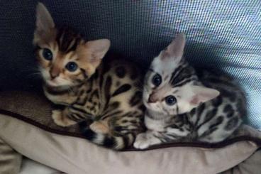 Exotische Säuger kaufen und verkaufen Foto: Bengalkatze (2-Bengal/Kitten)