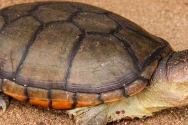 Schildkröten  kaufen und verkaufen Foto: Suche Kinosternon vogti (1,1 oder NZ's)