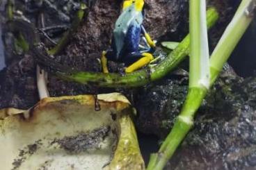 Pfeilgiftfrösche kaufen und verkaufen Foto: Pfeilgiftfrösche Dendrobates Tinctorius inkl. Terrarium Pfeilgiftfrösche kaufen und verkaufen Foto: Pfeilgiftfrösche Dendrobates Tinctorius inkl. Terrarium