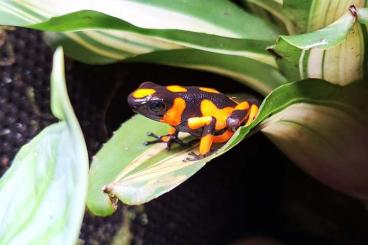 Poison dart frogs kaufen und verkaufen Photo: Oophaga Histronica Bahia Solano Male