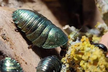 Insekten kaufen und verkaufen Foto: Abzugeben taraxippus samarae, phyllium giganteum gold, Smaragdschaben 