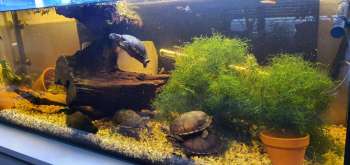 Sumpfschildkröten kaufen und verkaufen Foto: biete 0.4 kinosternon acutum - Tabasco K