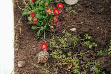 Landschildkröten kaufen und verkaufen Foto: Nachzuchten der Testudo marginata Breitrandschildkröte 