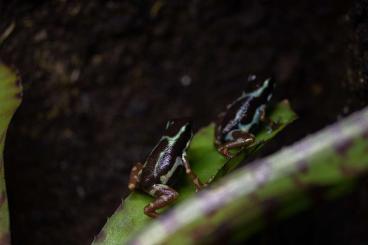 Pfeilgiftfrösche kaufen und verkaufen Foto: Suche Oophaga Pumilio Rio Uyama Pfeilgiftfrösche kaufen und verkaufen Foto: Suche Oophaga Pumilio Rio Uyama