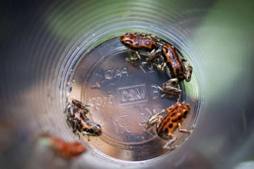Poison dart frogs kaufen und verkaufen Photo: Oophaga Pumilio Bastimentos Poison dart frogs kaufen und verkaufen Photo: Oophaga Pumilio Bastimentos