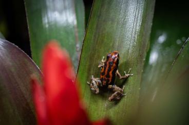 Pfeilgiftfrösche kaufen und verkaufen Foto: Oophaga Pumilio Bastimentos Pfeilgiftfrösche kaufen und verkaufen Foto: Oophaga Pumilio Bastimentos