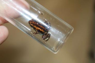 Pfeilgiftfrösche kaufen und verkaufen Foto: Oophaga Pumilio Bastimentos Pfeilgiftfrösche kaufen und verkaufen Foto: Oophaga Pumilio Bastimentos