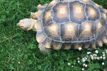 Landschildkröten kaufen und verkaufen Foto: Geochelone Sulcata abzugeben 
