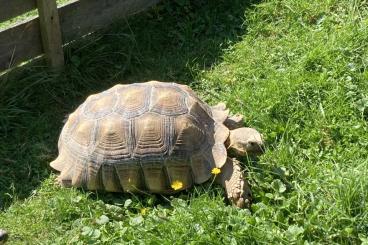 Schildkröten  kaufen und verkaufen Foto: Geochelone Sulcata Spornschildkröte