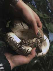 Snakes kaufen und verkaufen Photo: 4 Königspythons und Zubehör 